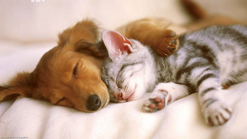 5 Adorable Cat and Dog, snuggling HD wallpaper
