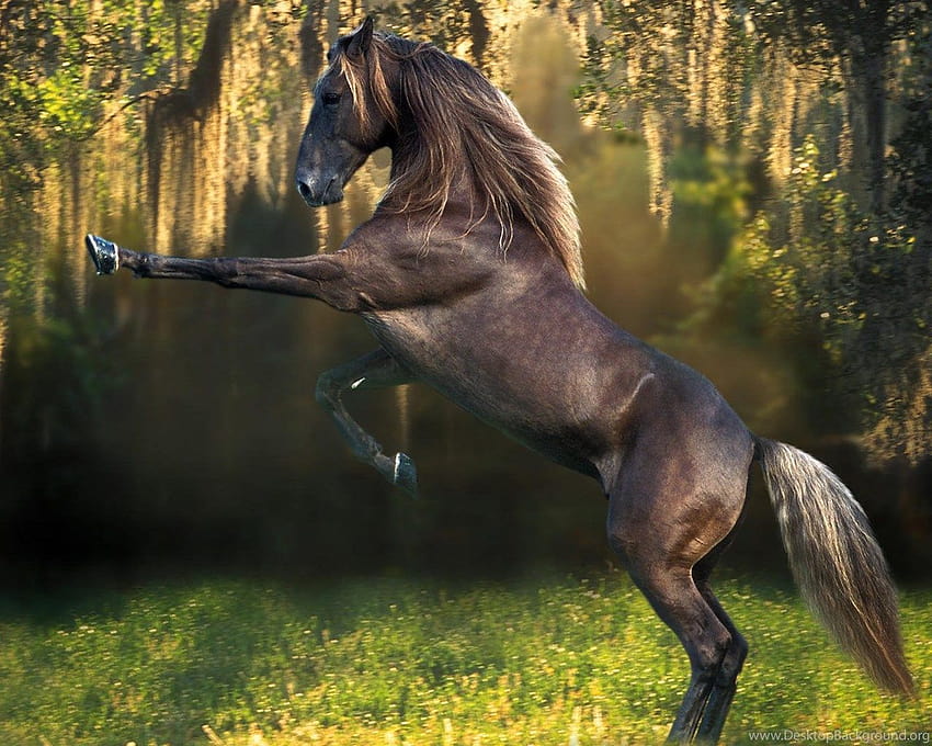 Palomino Horse Palomino Horse Cool ... Backgrounds HD wallpaper | Pxfuel
