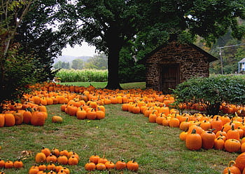 Pumpkin Patch Pictures  Download Free Images on Unsplash