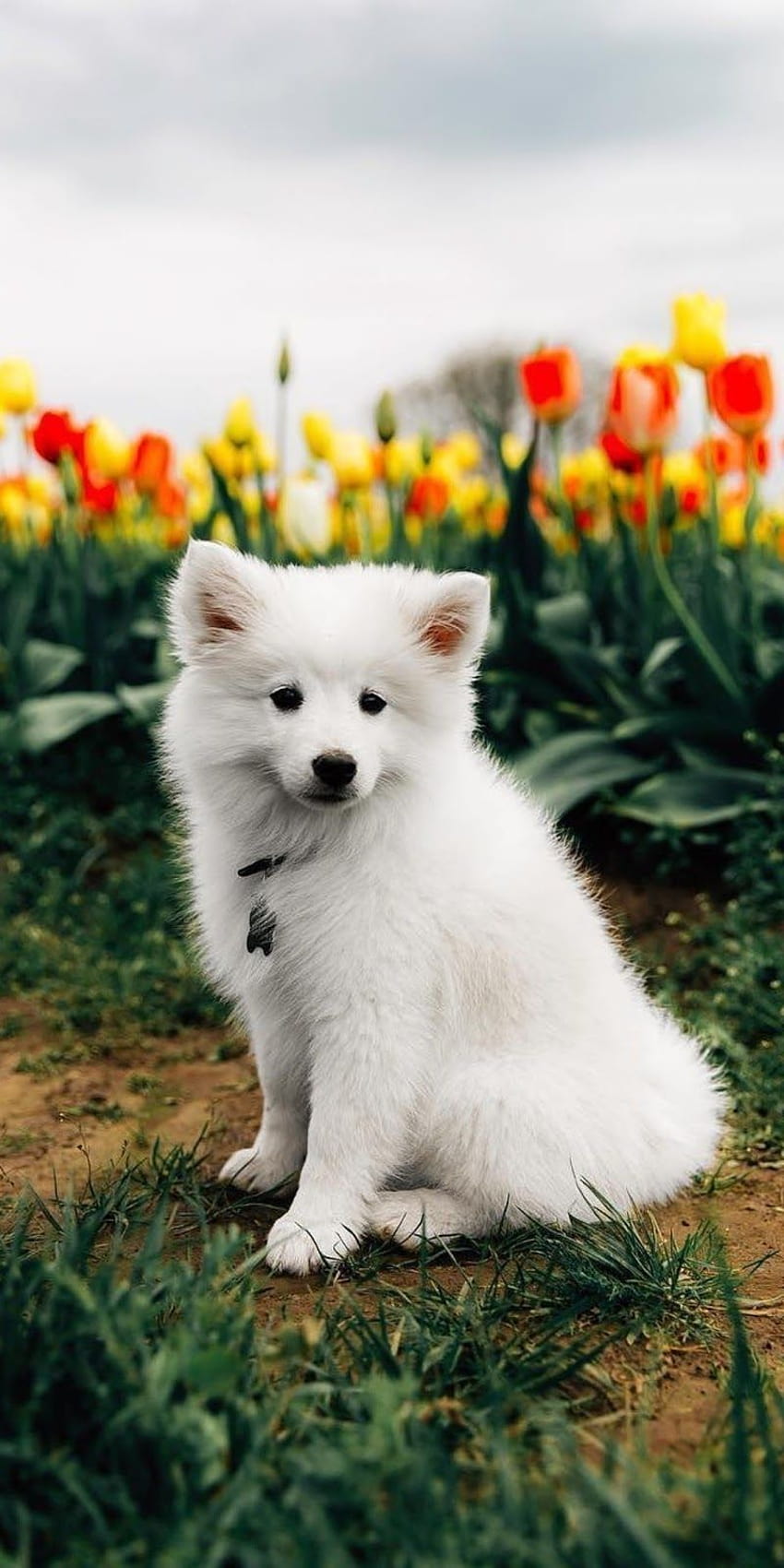 Sarah Walker tarafından yayınlanan Cute Puppy Backrounds, gerçekten sevimli yavru köpekler HD telefon duvar kağıdı