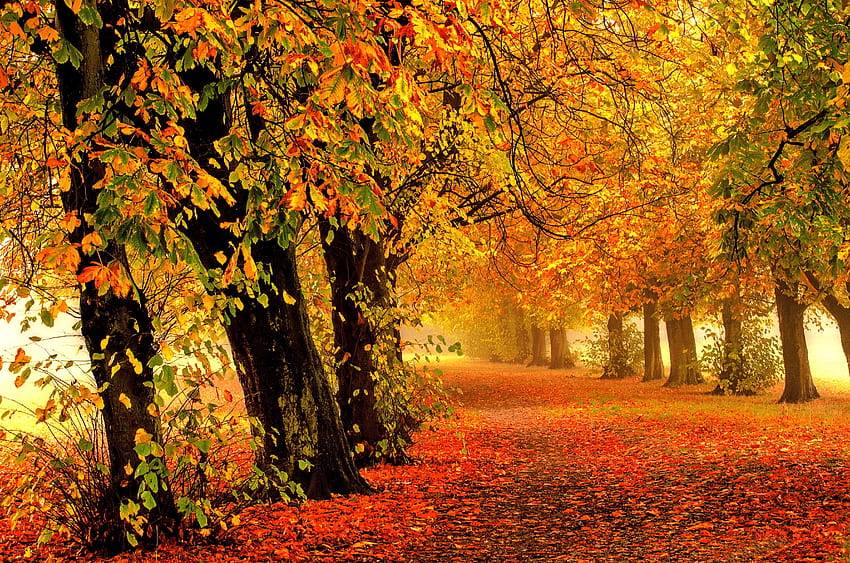 Ярко жълти листа падат по пътя през есента и, есенен пътен маршрут в гора HD тапет