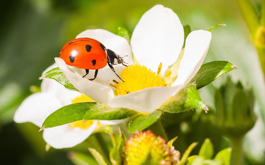 Insect close, ladybird beetle HD wallpaper