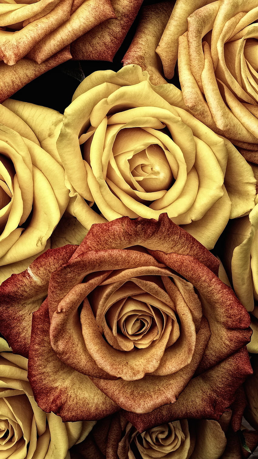 Rose gialle e marroni • Per te, fiori marroni Sfondo del telefono HD