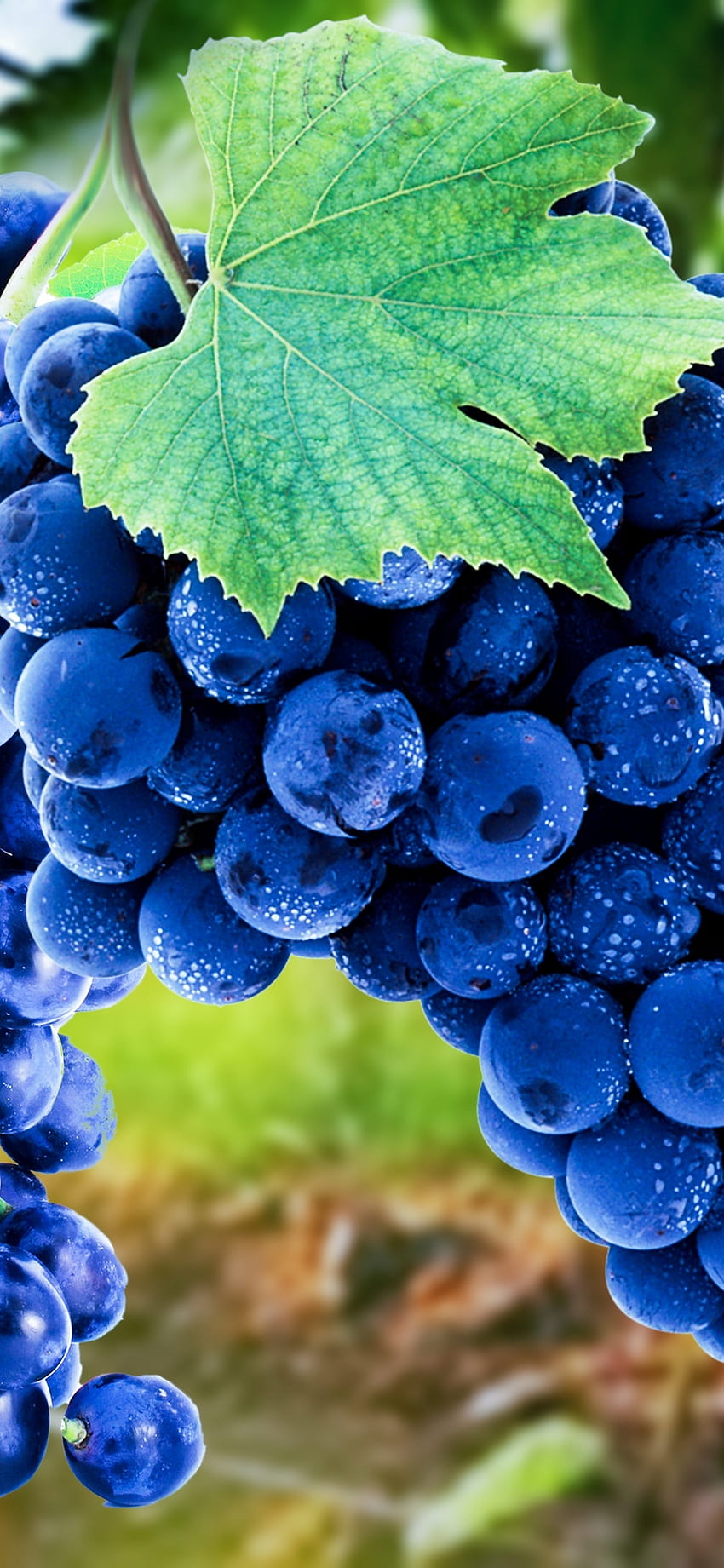 1125x2436 anggur, biru, buah-buahan, matang, iphone x 1125x2436 , latar belakang, 16505, anggur musim gugur wallpaper ponsel HD
