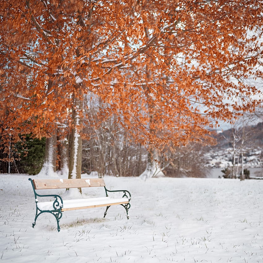 Forest Bench, autumn benches HD phone wallpaper