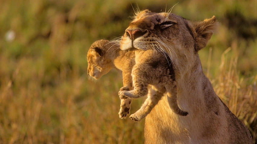 動物 カブス アフリカ ライオンズ 赤ちゃん 1920x1080 素晴らしい 背景 タブレット スマートフォン 1920x1080, ライオンの赤ちゃん 高画質の壁紙
