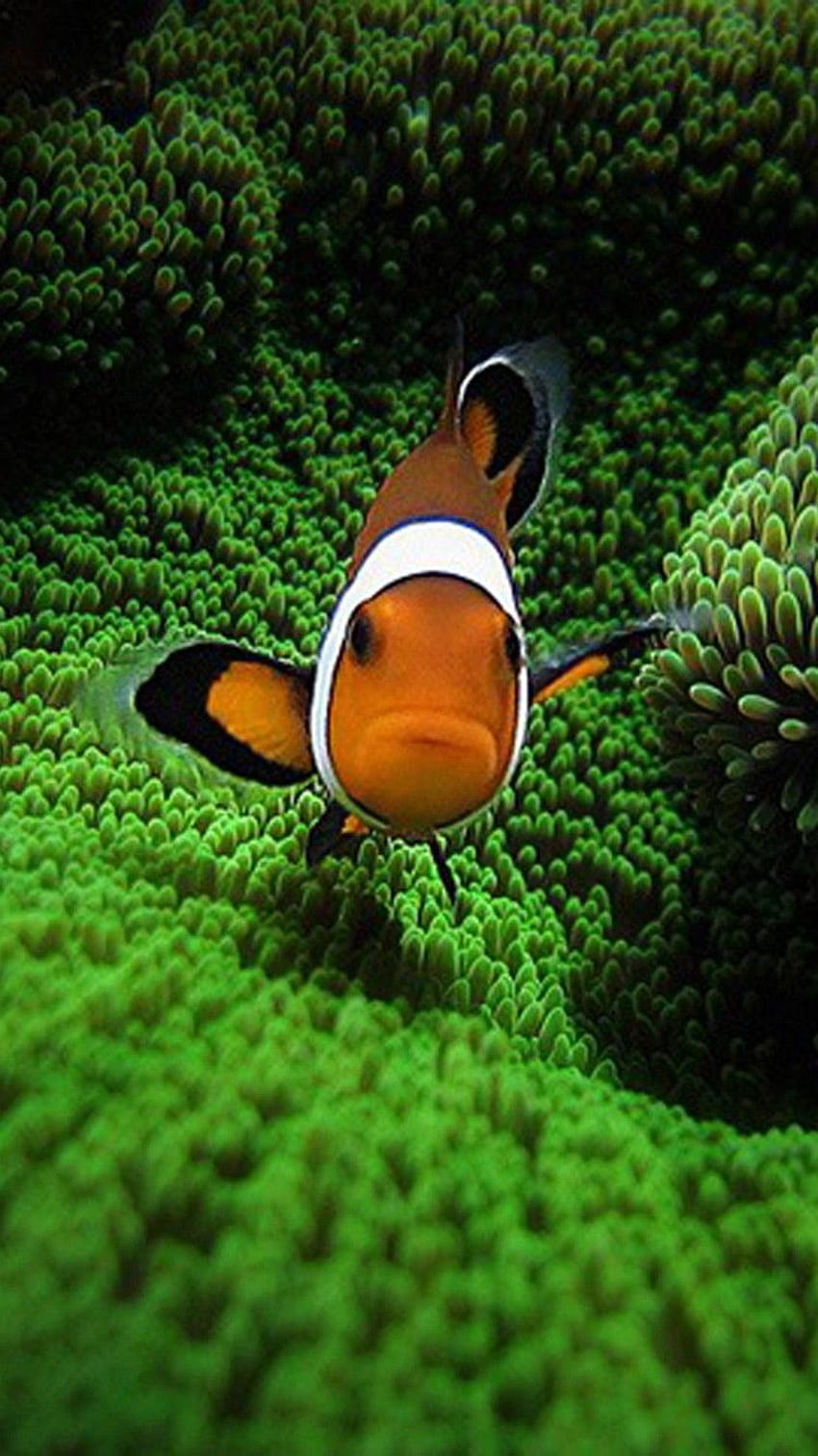Clown Fish Wallpapers  Top Free Clown Fish Backgrounds  WallpaperAccess