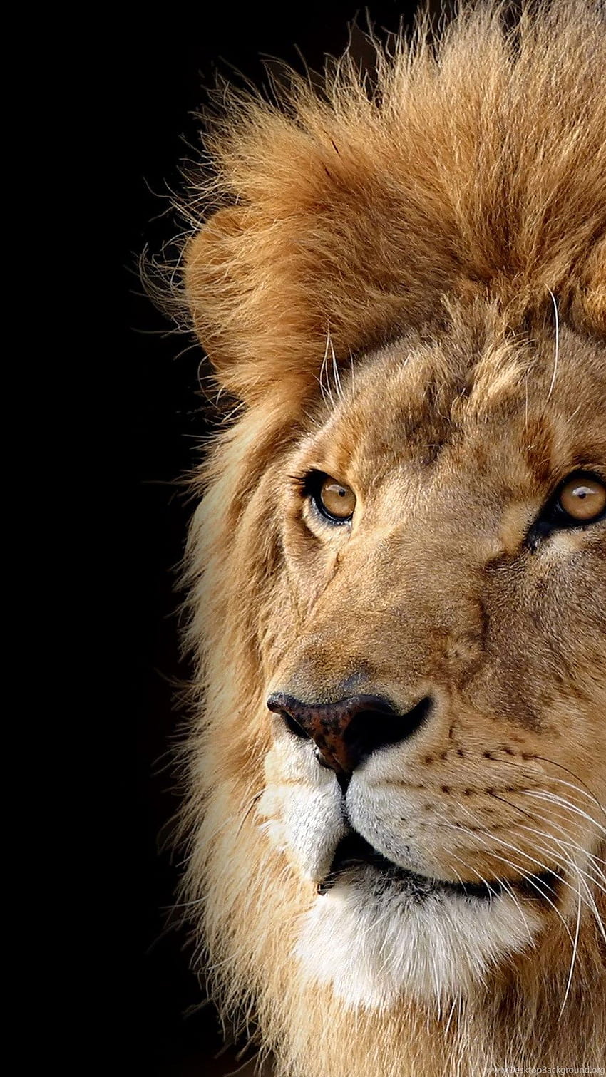 Animal Big Cat Lion tła, lew mobilny Tapeta na telefon HD