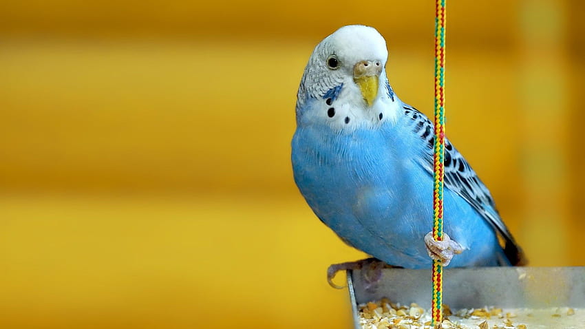 Best 3 Parakeets on Hip, blue parakeet HD wallpaper