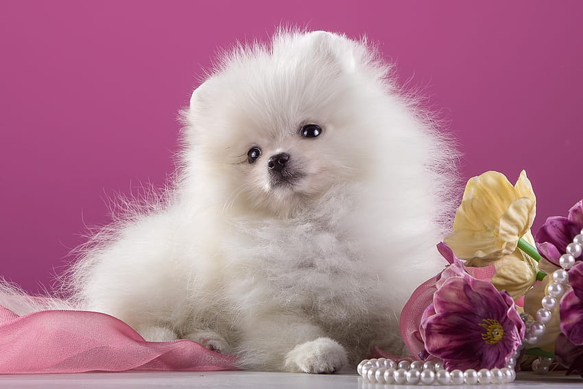 White Pomeranian Puppy HD wallpaper
