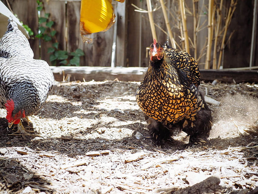 How to Stop a Broody Hen: 4 Humane Ways That Work, little dappled chicken HD wallpaper