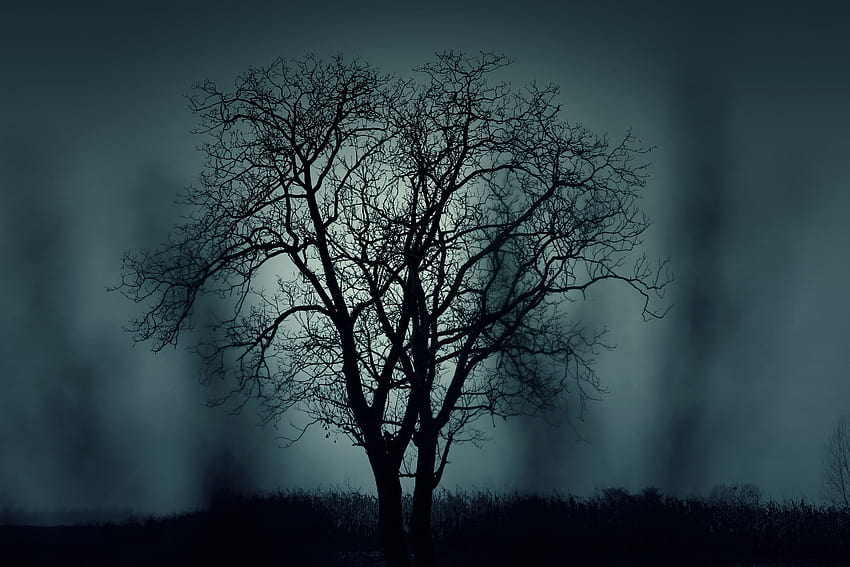 Black Tree at Night Time · Stock, night tree HD wallpaper