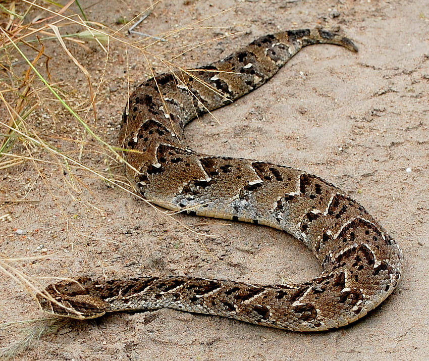Male puff adders may be seen performing strange ritualized combats or [1157x973] for your , Mobile & Tablet HD wallpaper