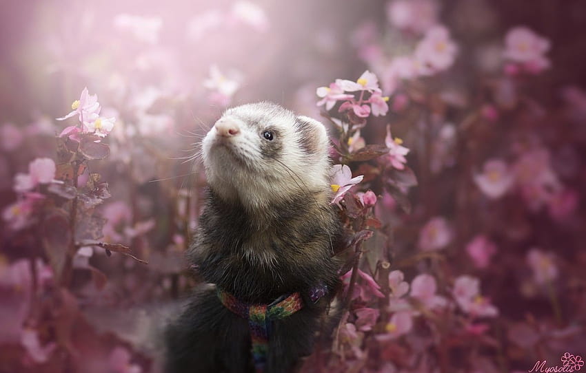 Flowers, Ferret, By Myosotis, baby ferrets HD wallpaper