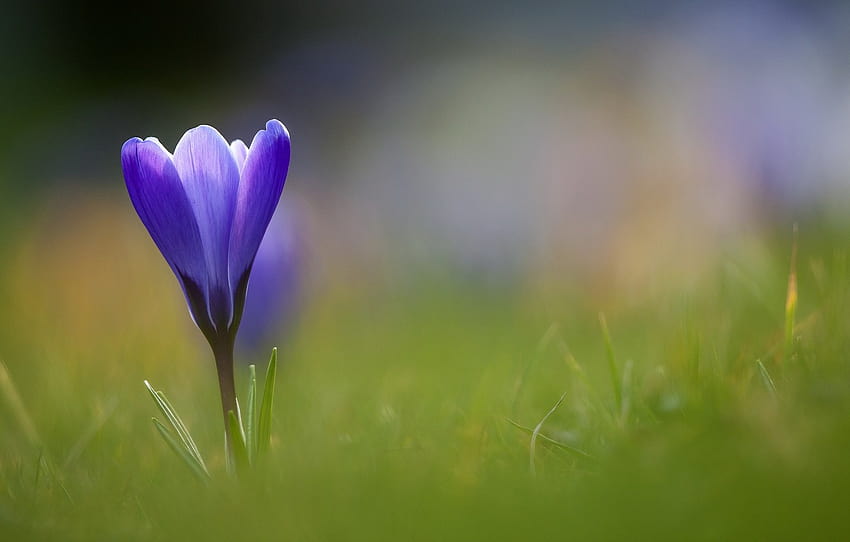 fiore, erba, blu, Krokus , sezione цветы Sfondo HD