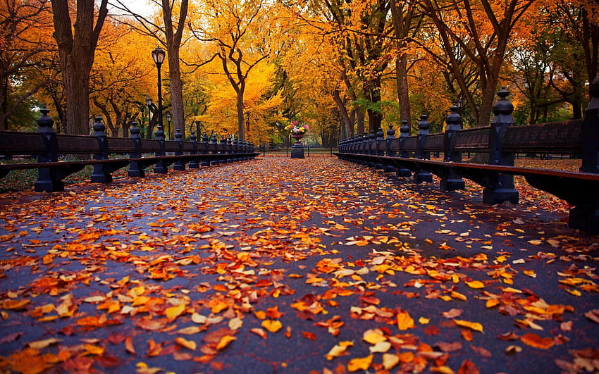 Leaves: Leaves Park Trees Bench Autumn New York Nature Avenue HD wallpaper