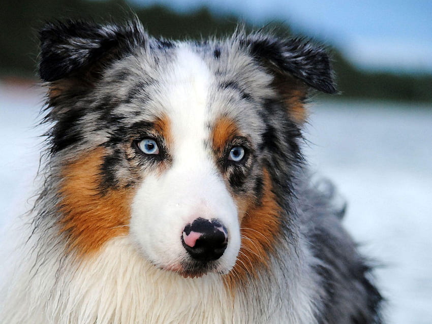 Australian shepherd, dogs HD wallpaper | Pxfuel