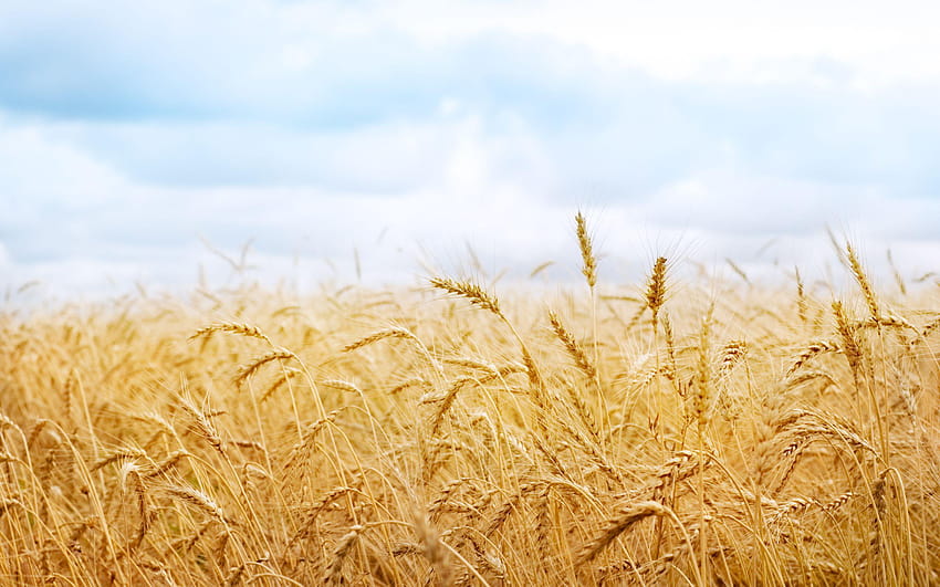 High Definition : Wheat , 35 Full Wheat HD wallpaper