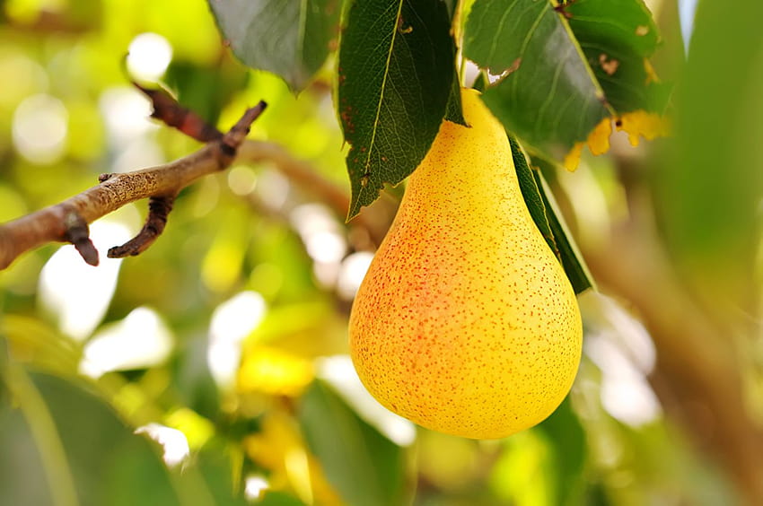 Yellow Pears Food Fruit Closeup, pear fruit HD wallpaper