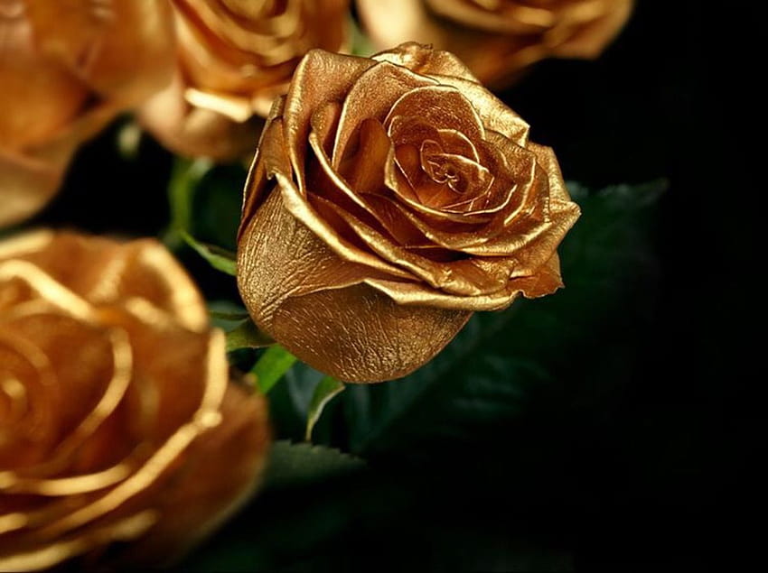 coronated, golden rose HD wallpaper