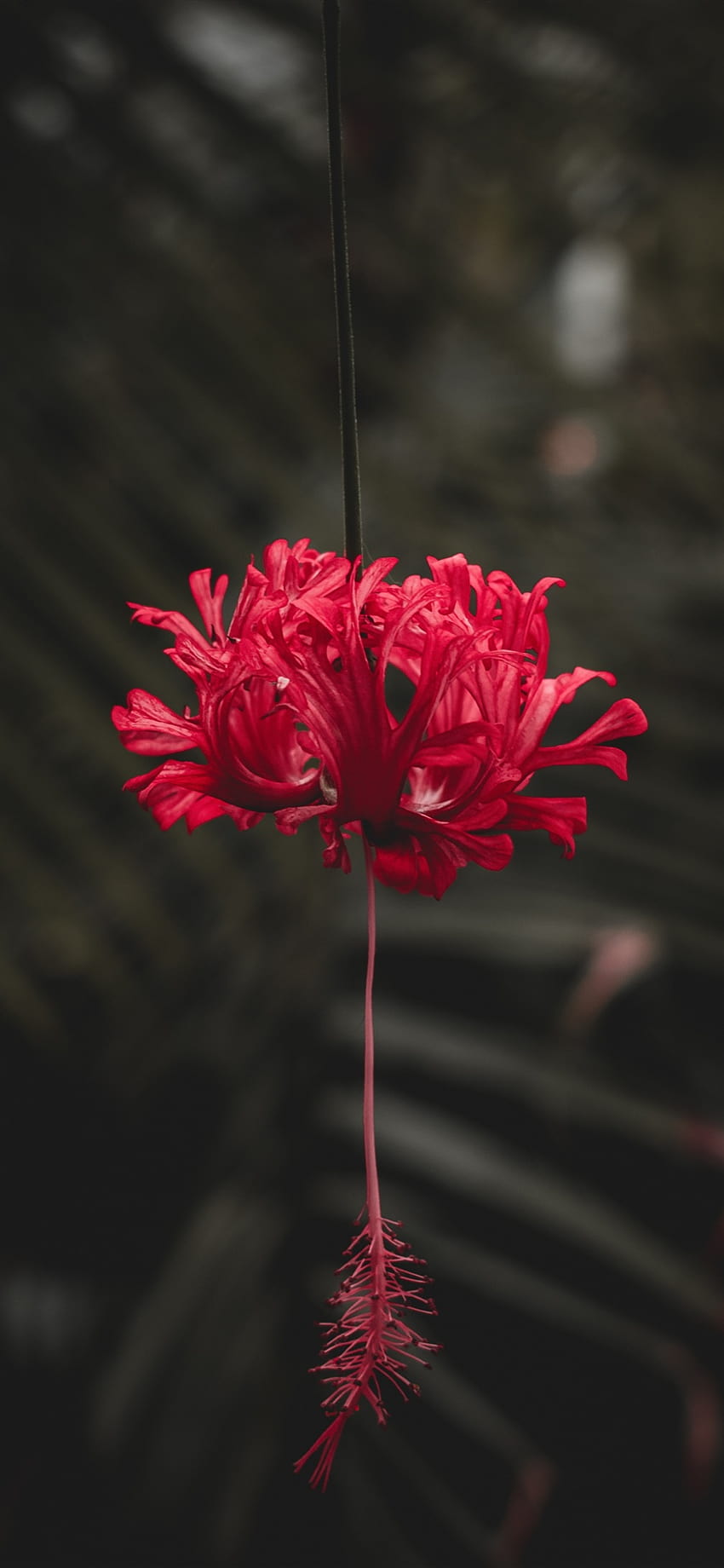 Red hibiscus flower ไอโฟน XS Max 8,7,6,5,4,3GS ไอโฟนฮิกันบานะ วอลล์เปเปอร์โทรศัพท์ HD