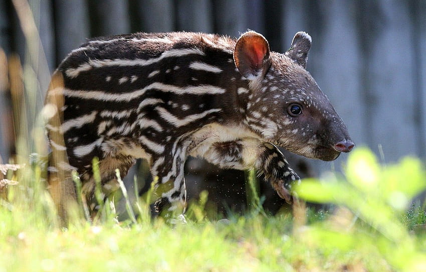 grass, look, light, strips, background, the fence, baby, walk, face, cub, zoo, bokeh, spotted, blurred, tapir , section животные HD wallpaper