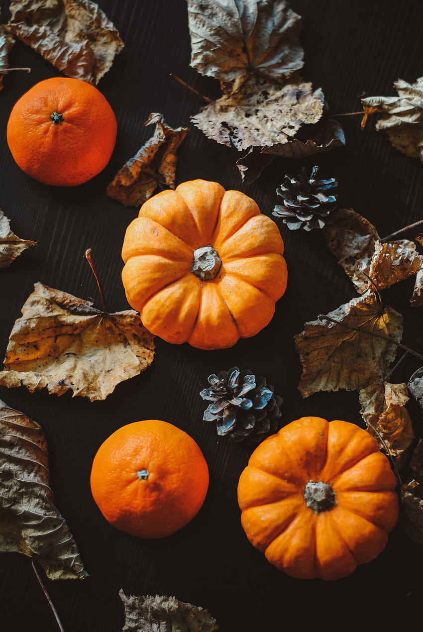 Pumpkins and Oranges iPhone, autumn pumkins HD phone wallpaper | Pxfuel