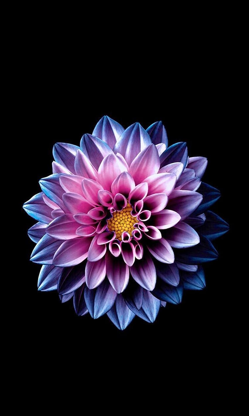 Dahlienblume, schwarzer Hintergrund HD-Handy-Hintergrundbild