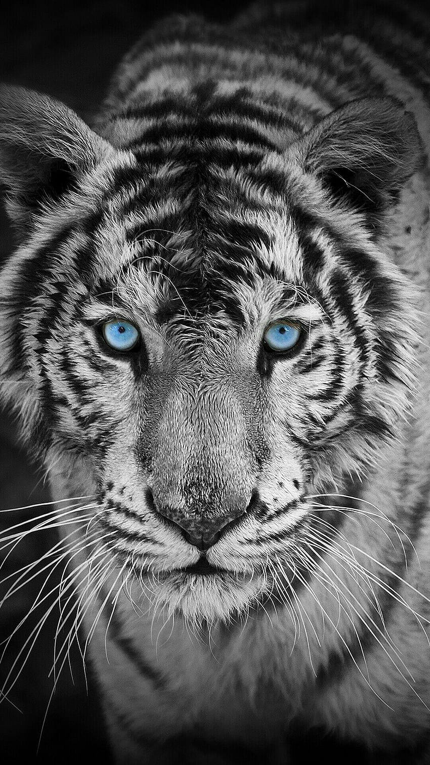Black And White Tiger Mobile HD phone wallpaper