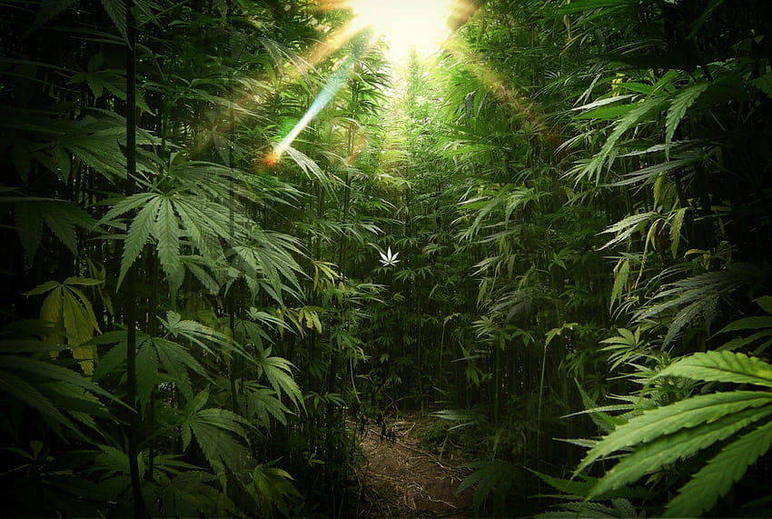 weed, drugs, cool , laptop,marijuana, high resolution, weed background HD wallpaper