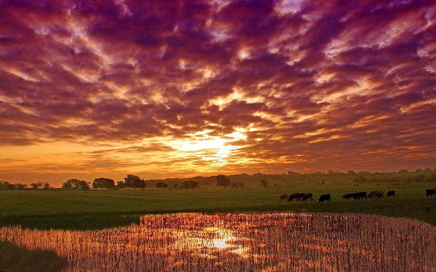 กินหญ้าวัวในภูมิประเทศฤดูร้อน วอลล์เปเปอร์ HD