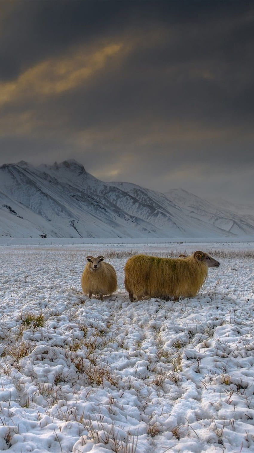 Islândia, terras altas, neve, cabras, montanhas, crepúsculo 750x1334 iPhone 8/7/6/6S , plano de fundo, inverno nas terras altas Papel de parede de celular HD