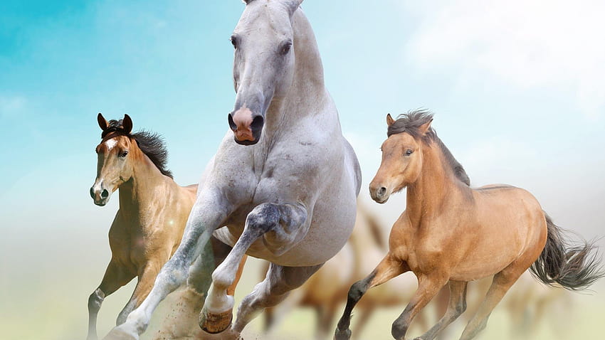 Die 8 Besten Schöne Pferde Hintergrundbilder Fond d'écran HD