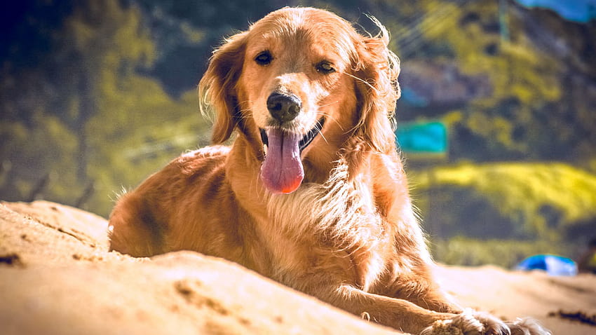 Dog, Relaxed, Enjoyment, Summer, Beach, , Background, 73a232, summer dogs HD wallpaper