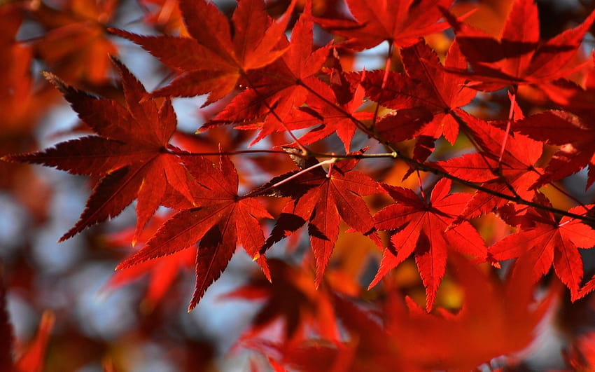 Red Japanese Maple Leaves HD wallpaper
