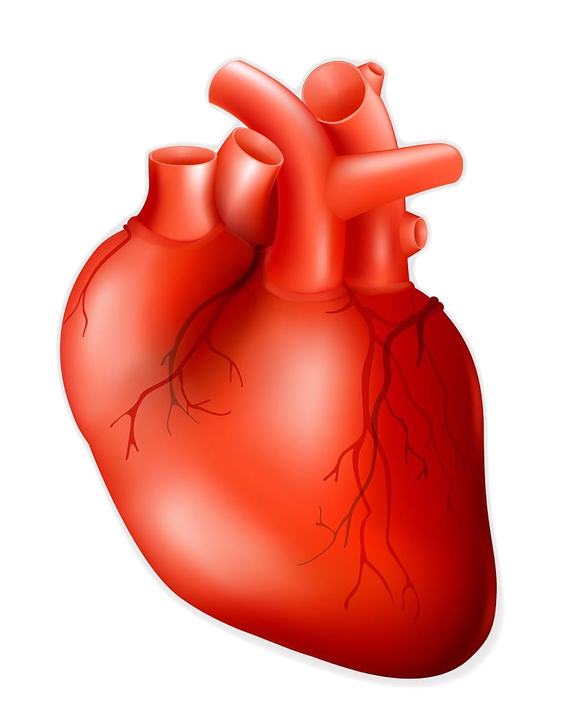 Menschliches Herz, Menschliches Herz png, ClipArts in der Clipart-Bibliothek, Herz des Menschen HD-Handy-Hintergrundbild