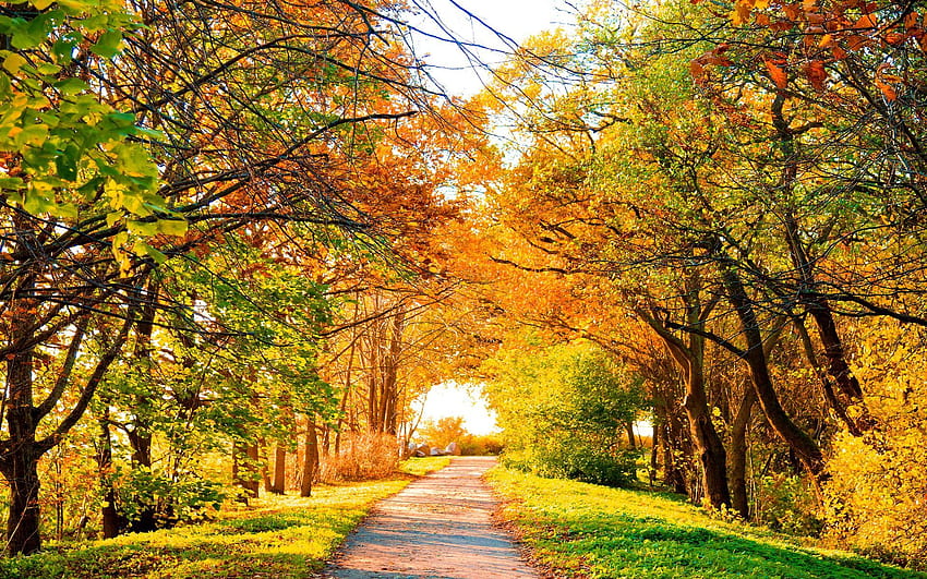 Aspen Tree, autumn aspens HD wallpaper | Pxfuel