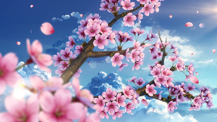 pink sakura tree anime aesthetic HD wallpaper