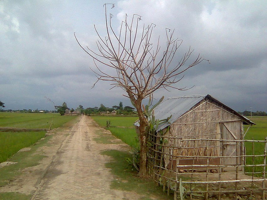 Dosya:Natural view of Village, Bangladesh.jpg, nature of bangladesh HD duvar kağıdı