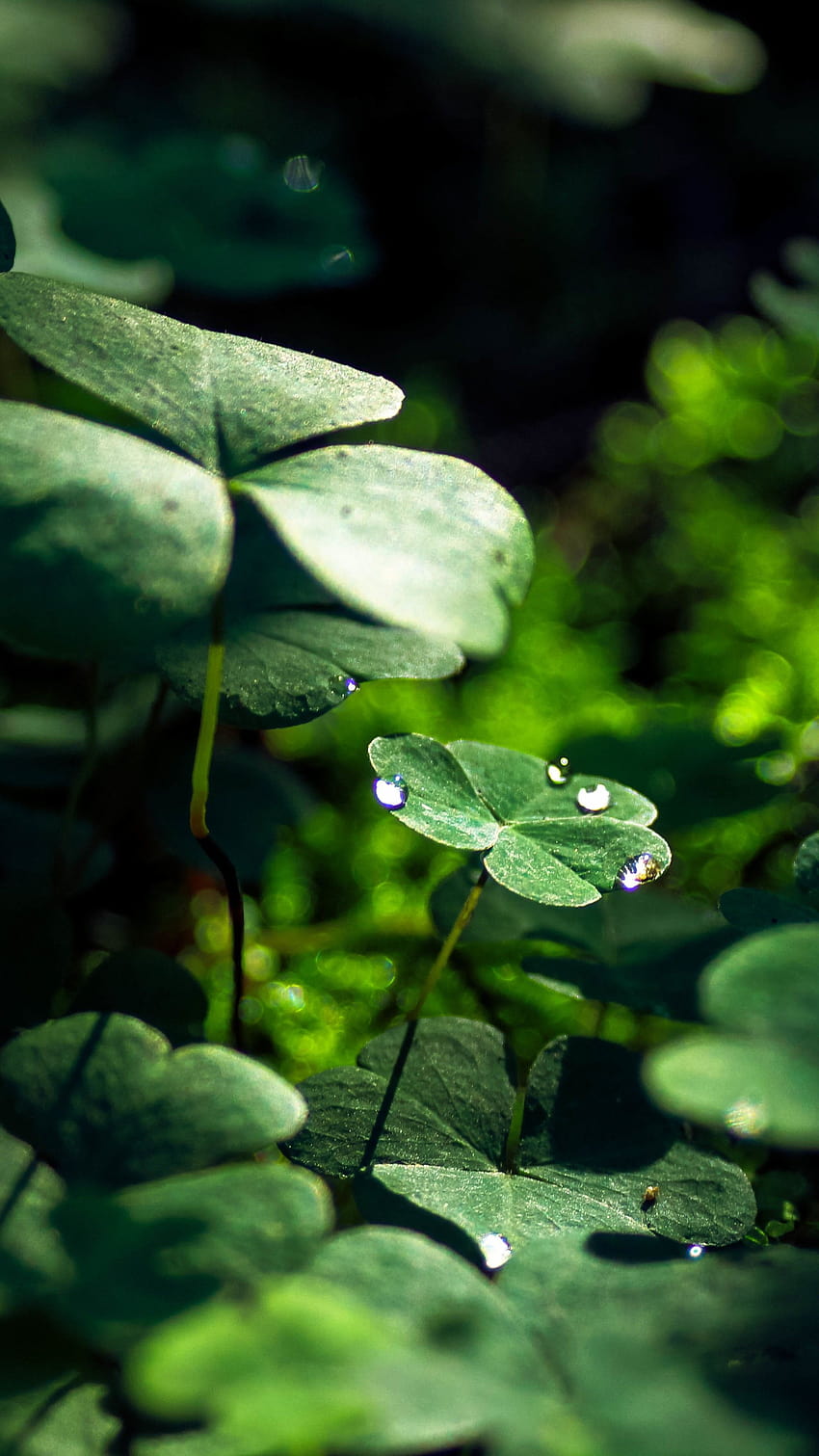 Green Leaf Macro Nature Grass Water Drop 7a, solid green 3d water drops HD phone wallpaper