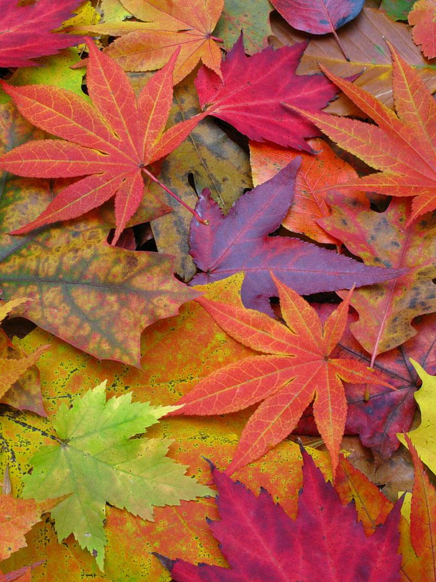 Gallery: A Rainbow Of Fall Leaves, Brilliant Autumn HD Phone Wallpaper ...