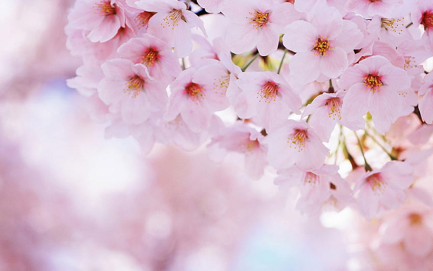 Bunga Merah Muda , Bunga, Kelopak, Musim Semi, Tumbuhan, Mekar, Bunga • Untuk Anda, musim semi bunga merah muda Wallpaper HD