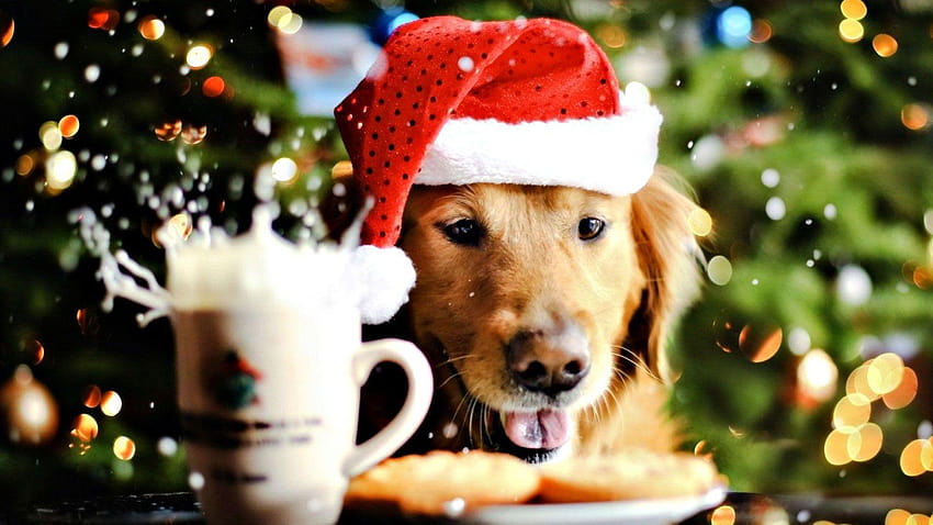 魅力的なクリスマスの犬のお祝いの装飾祭の装飾ペット、クリスマスの動物 高画質の壁紙