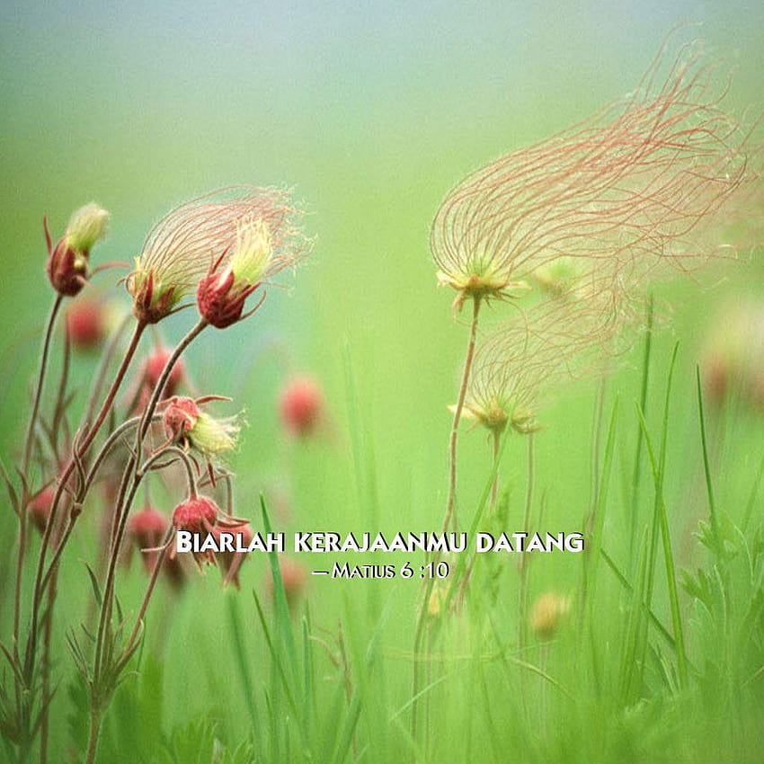 grassflowers, 2014 jehovah's witnesses yeartext for ipad, …, jehovahs witnesses HD phone wallpaper