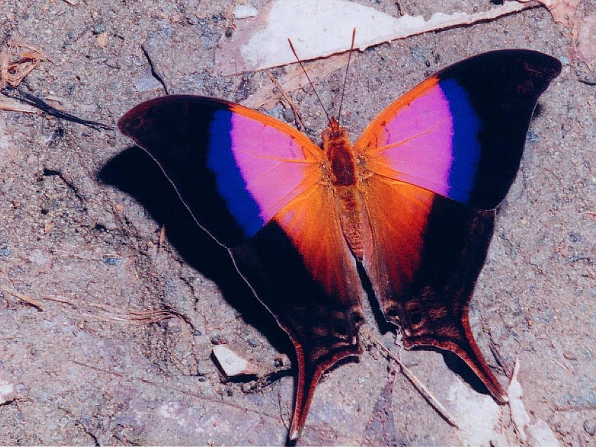 Brushfoot Butterfly, tipos de borboletas papel de parede HD