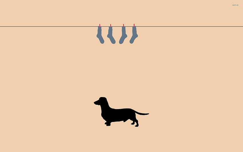 90 Dachshund HD Wallpapers and Backgrounds