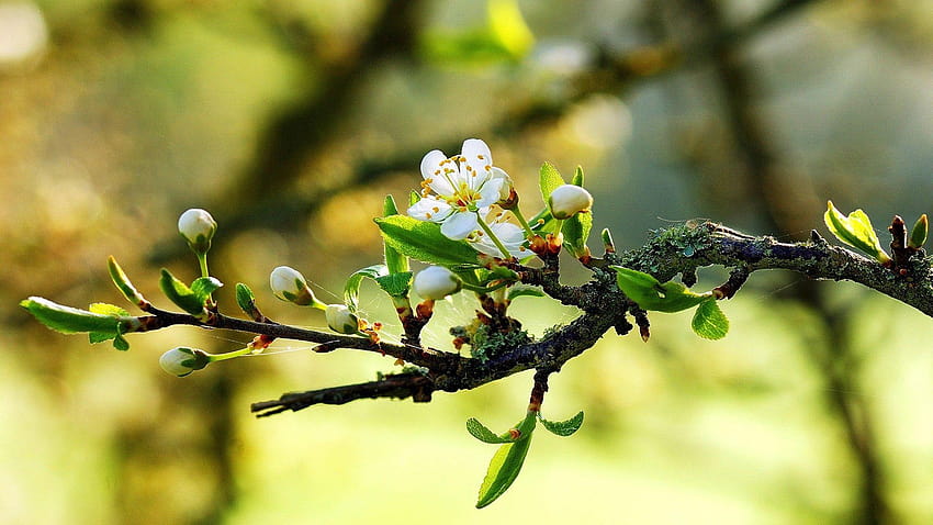 1920x1080 Flowers, Branches, Tree, Bloom, tree branches HD wallpaper