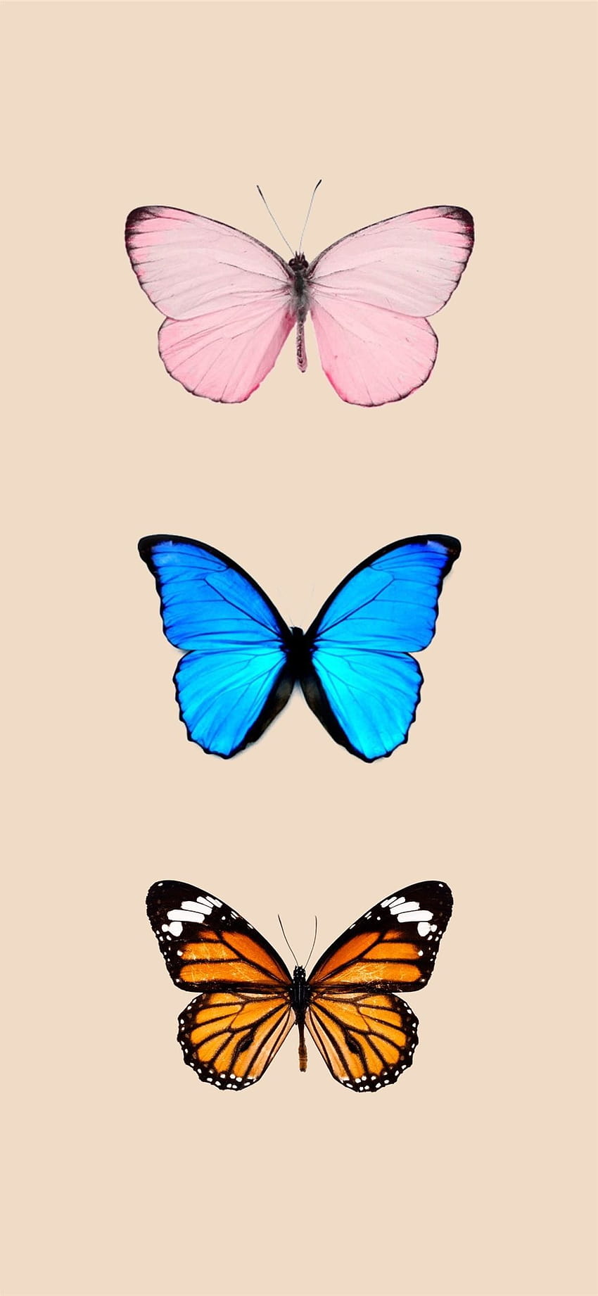 Фонове с пеперуди iPhone iPhone, пеперуди iphone HD тапет за телефон