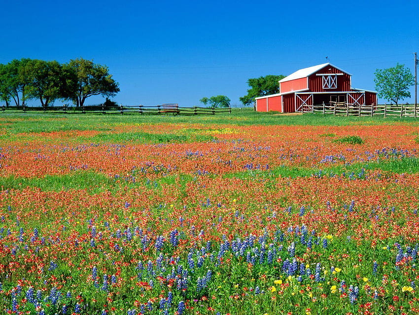 5 Texas Country Landscape, texas bluebonnets HD wallpaper