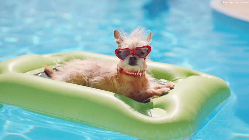 Dog Swim Day At Lake Vista Pool, St Petersburg & Clearwater FL, swimming dogs HD wallpaper